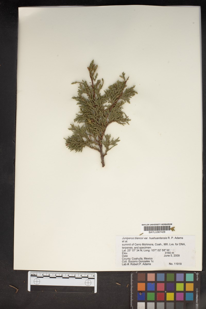 Juniperus blancoi var. huehuentensis photo 5