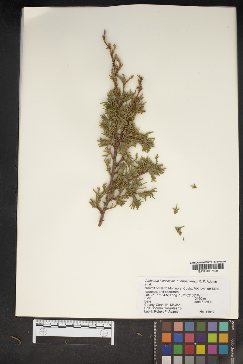 Juniperus blancoi var. huehuentensis photo 6