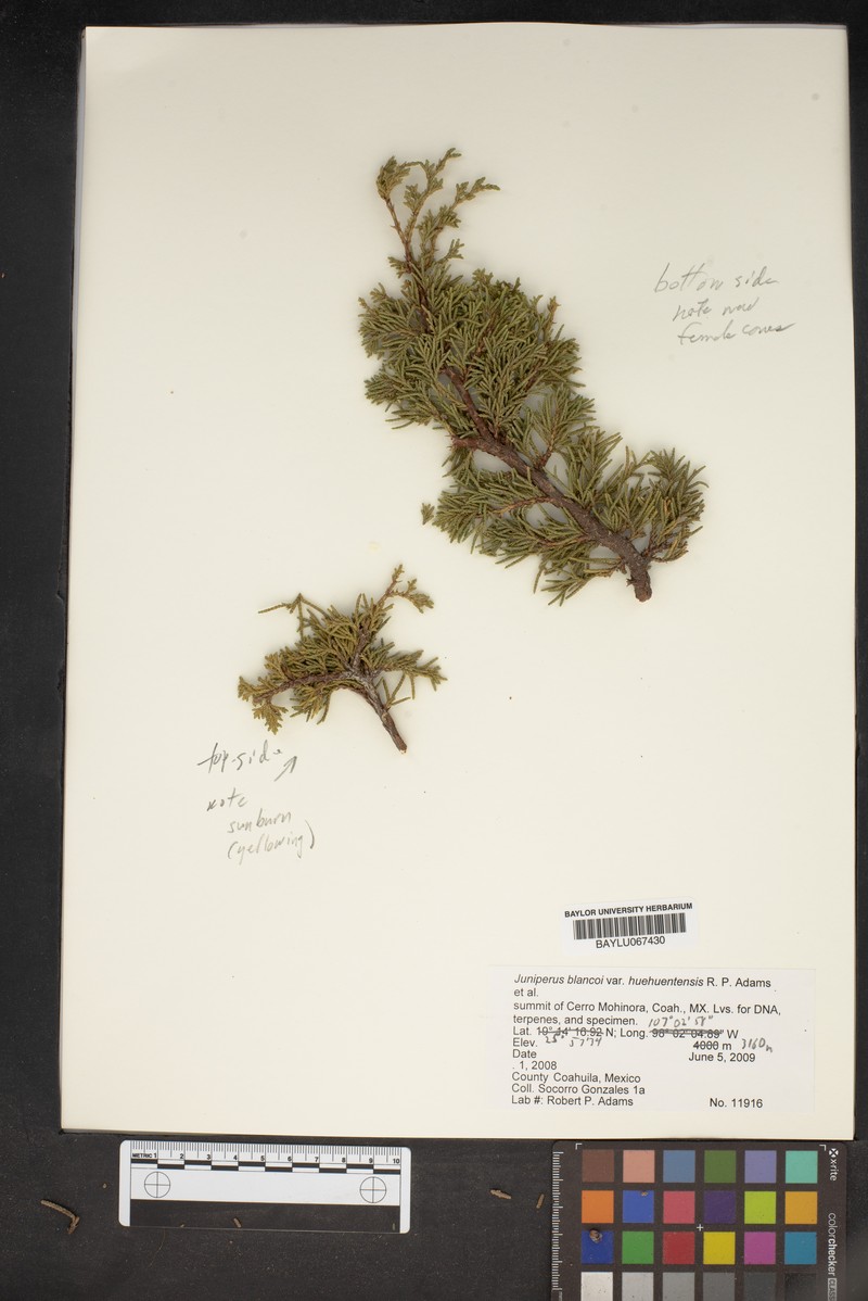 Juniperus blancoi var. huehuentensis photo 7