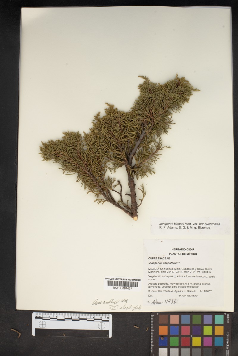Juniperus blancoi var. huehuentensis photo 8