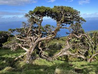 Juniperus brevifolia