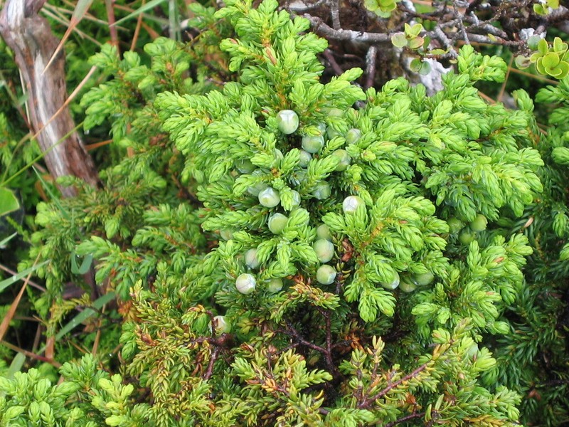 Juniperus brevifolia photo 2