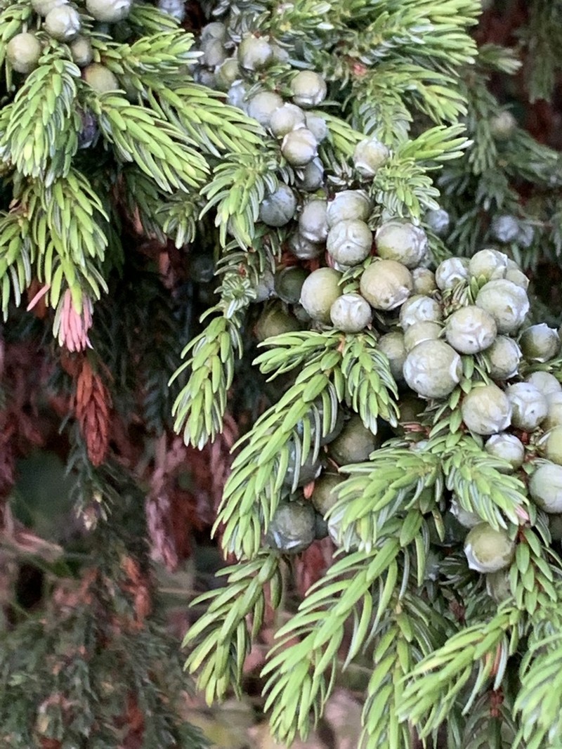Juniperus brevifolia photo 5