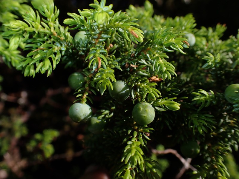 Juniperus brevifolia photo 6