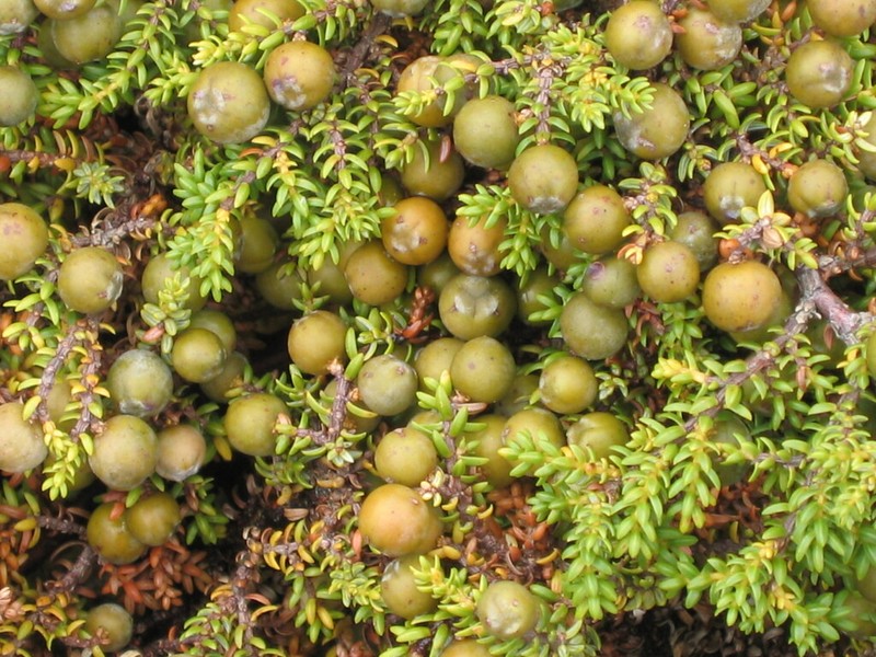 Juniperus brevifolia photo 7