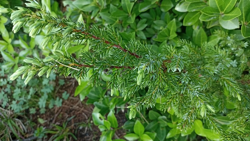 Juniperus brevifolia photo 8
