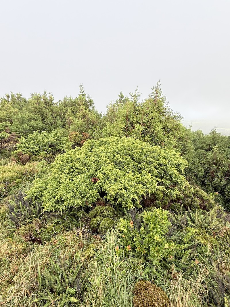 Juniperus brevifolia subsp. brevifolia
