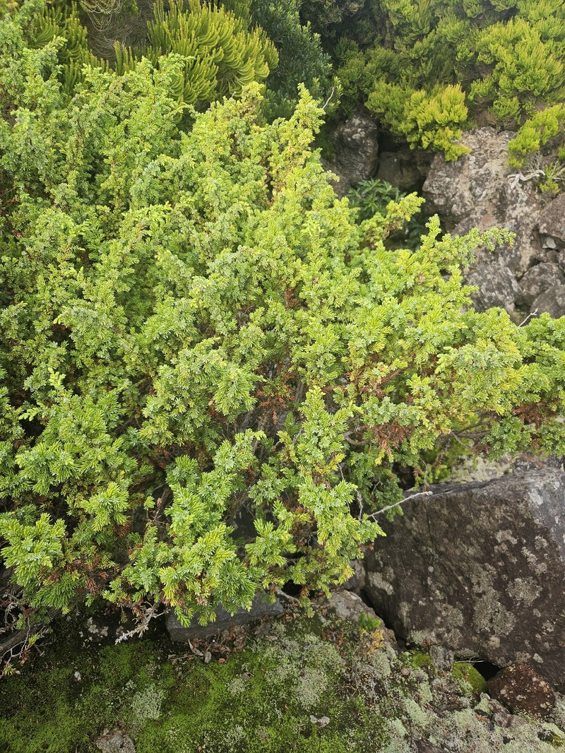 Juniperus brevifolia subsp. maritima