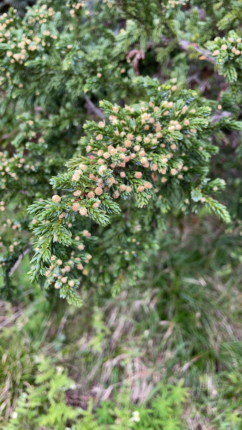 Juniperus brevifolia subsp. maritima photo 4