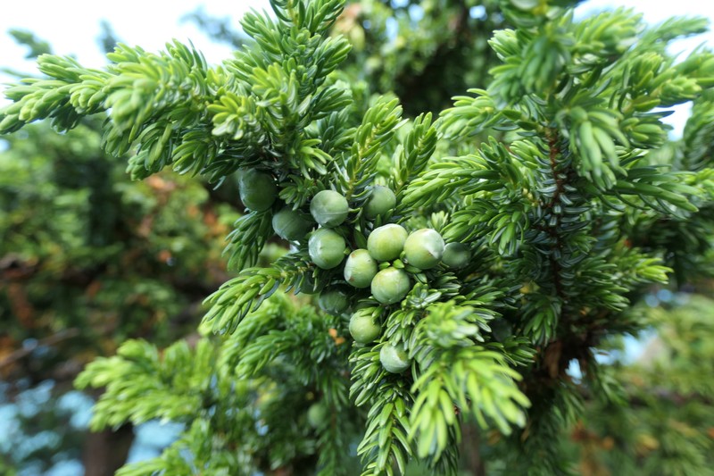 Juniperus brevifolia subsp. maritima photo 8