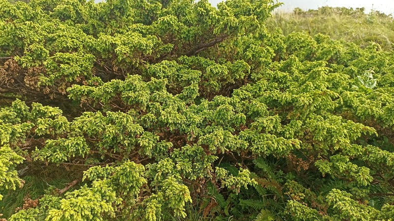 Juniperus brevifolia var. montana photo 2