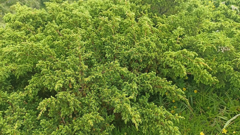 Juniperus brevifolia var. montana photo 3
