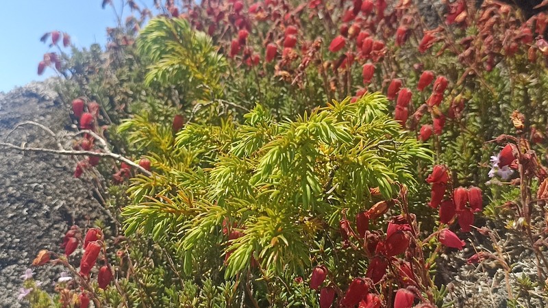 Juniperus brevifolia var. montana photo 4