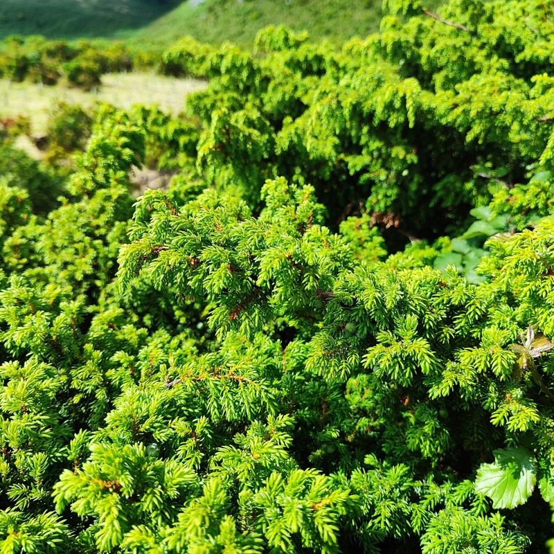 Juniperus brevifolia var. montana photo 6