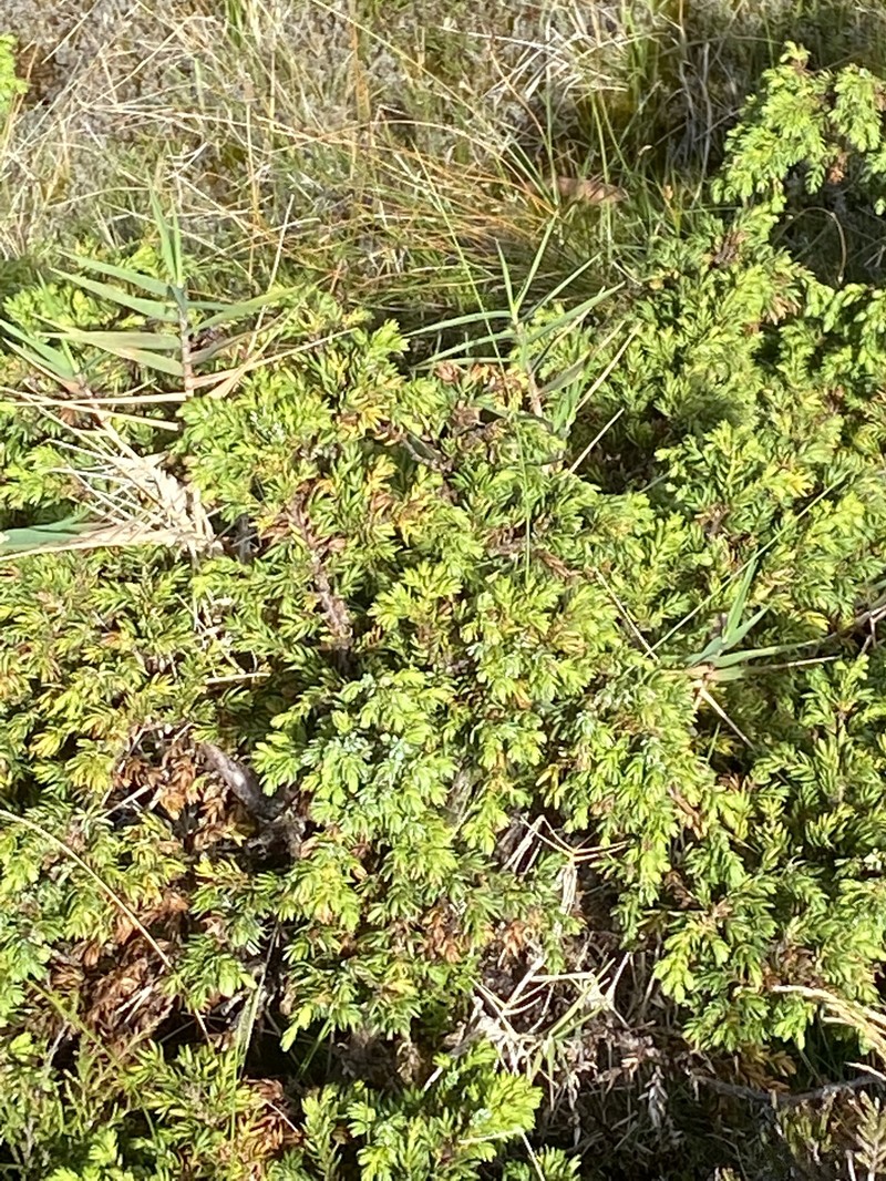 Juniperus brevifolia var. montana photo 8