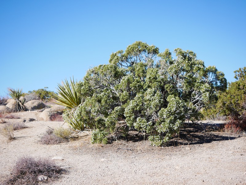 California Juniper photo 2