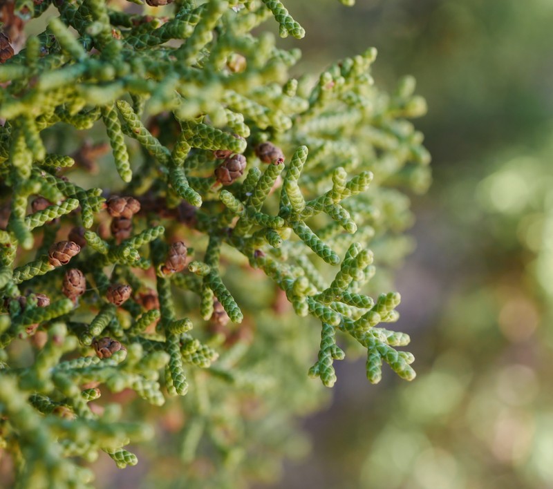 California Juniper photo 3