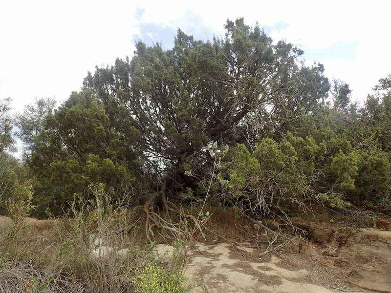 California Juniper photo 3