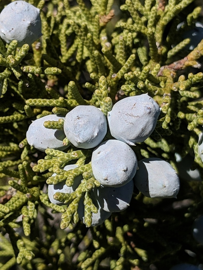 California Juniper photo 4