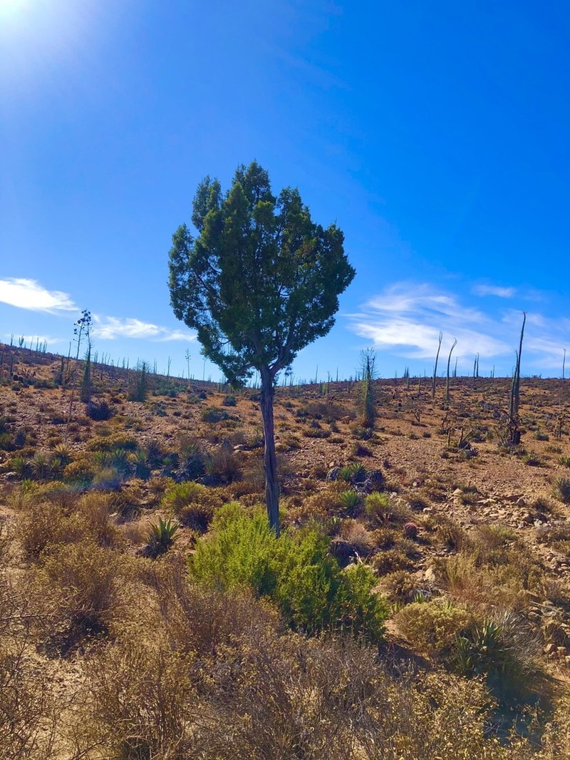 California Juniper photo 5