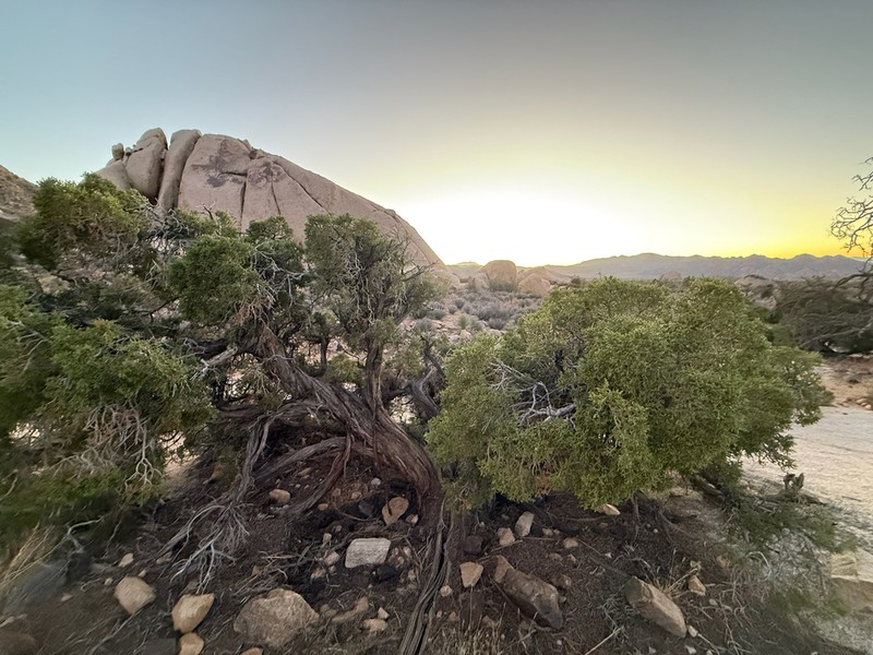 California Juniper photo 6