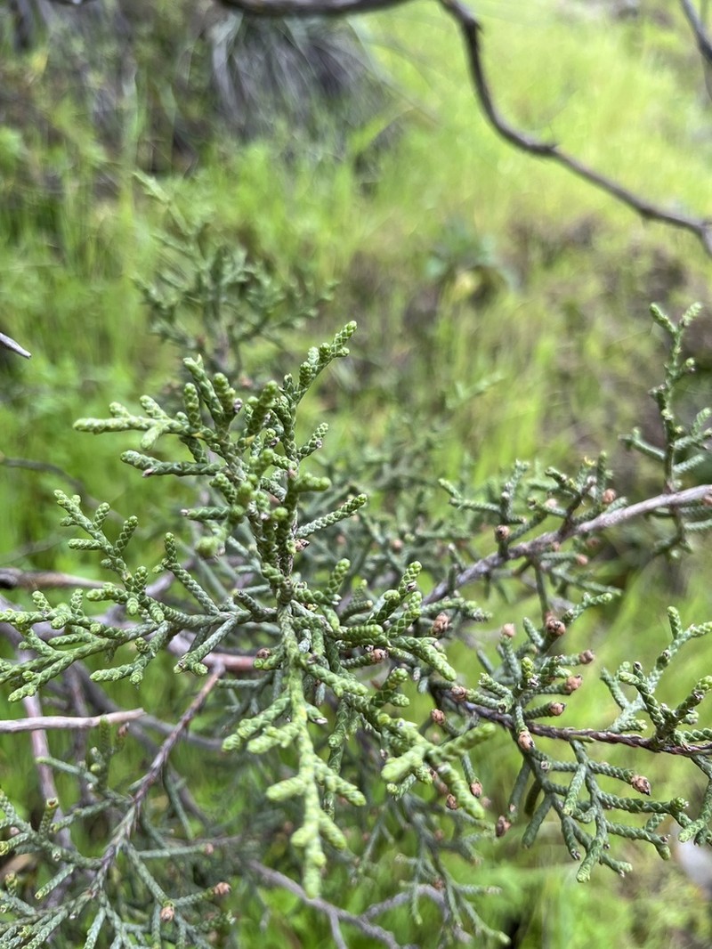 California Juniper photo 7