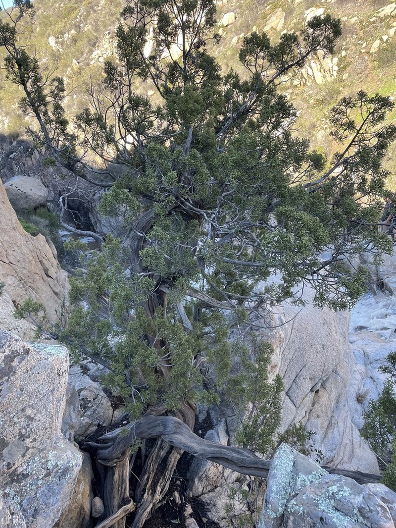 California Juniper photo 8