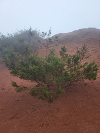 Juniperus canariensis