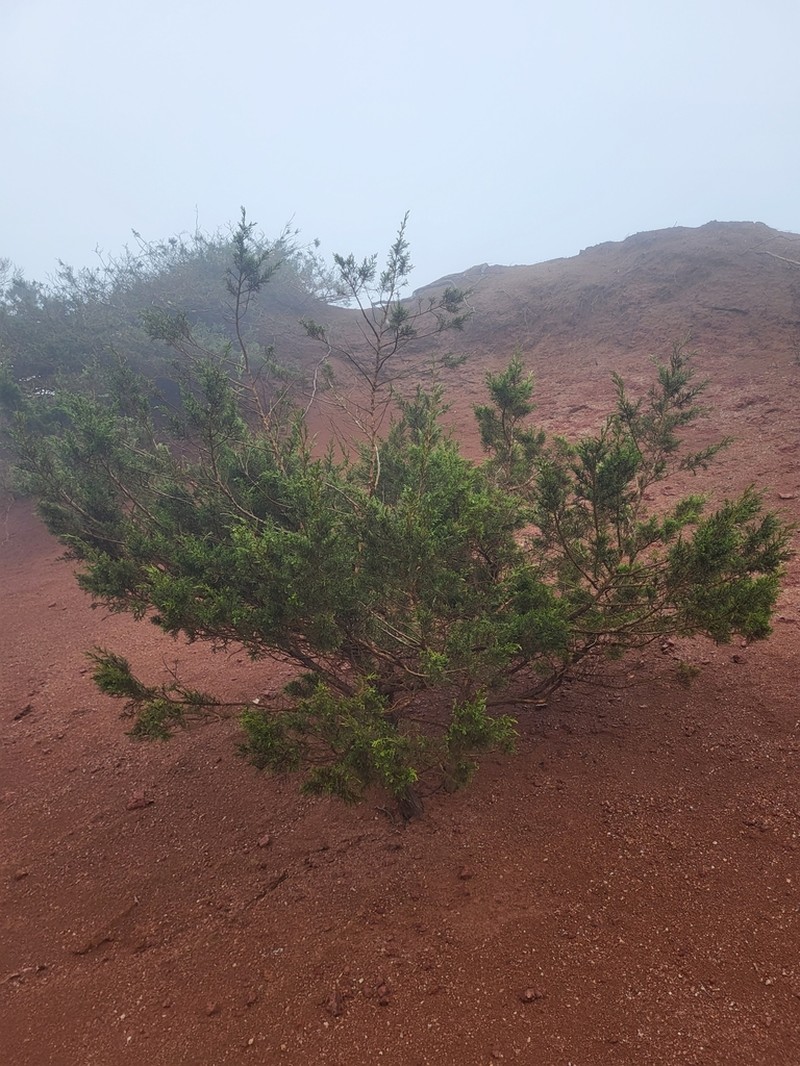 Juniperus canariensis