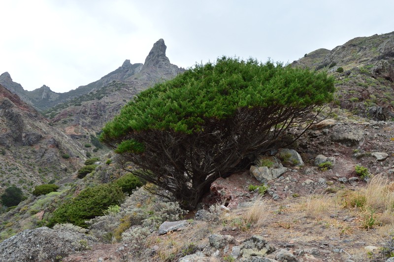 Juniperus canariensis photo 2