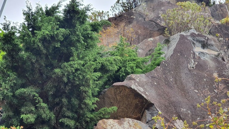 Juniperus canariensis photo 3