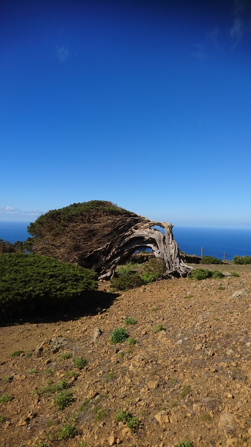Juniperus canariensis photo 4