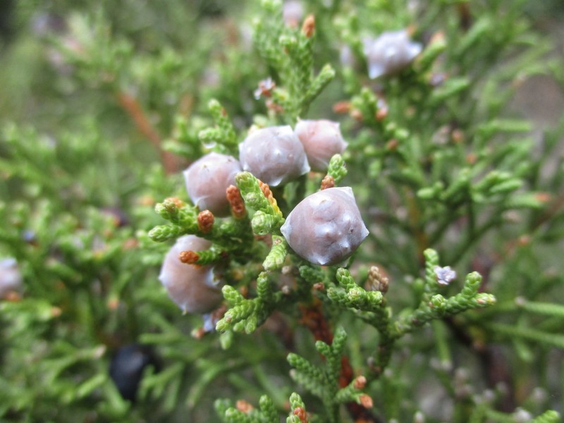 Juniperus canariensis photo 5