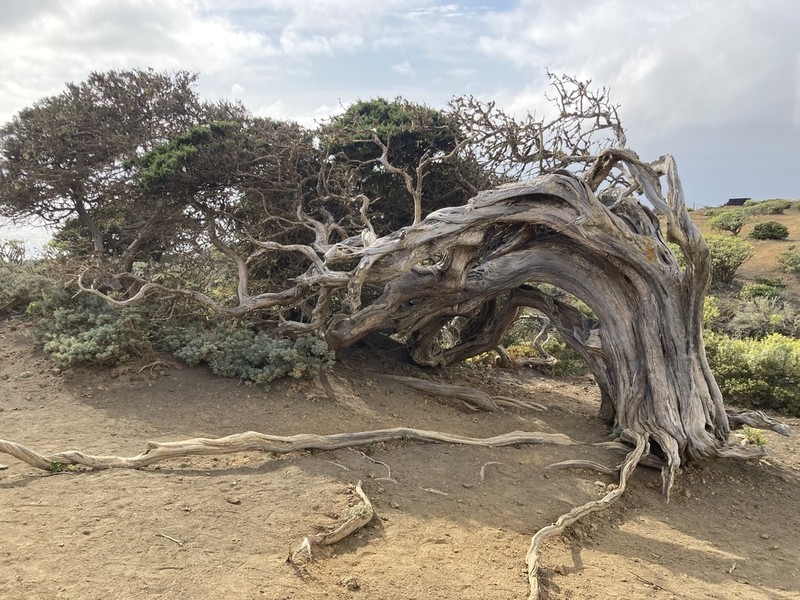 Juniperus canariensis photo 6
