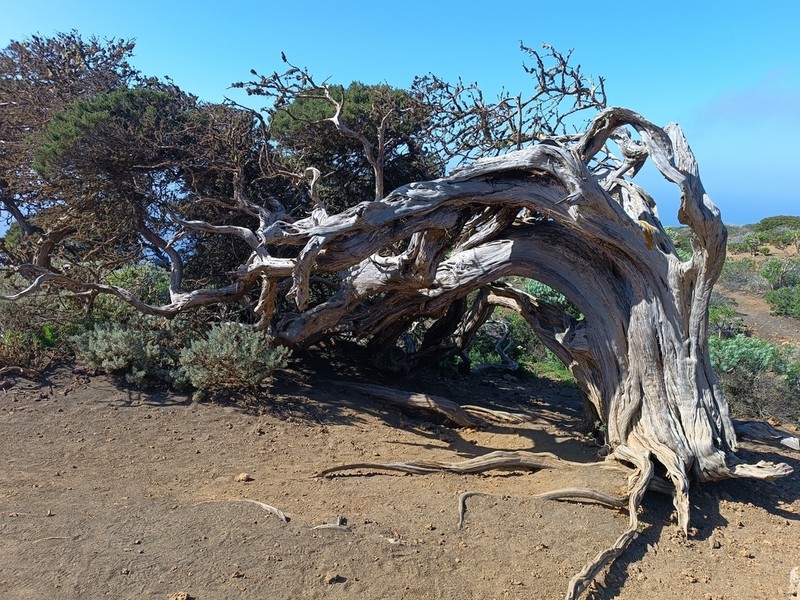 Juniperus canariensis photo 7