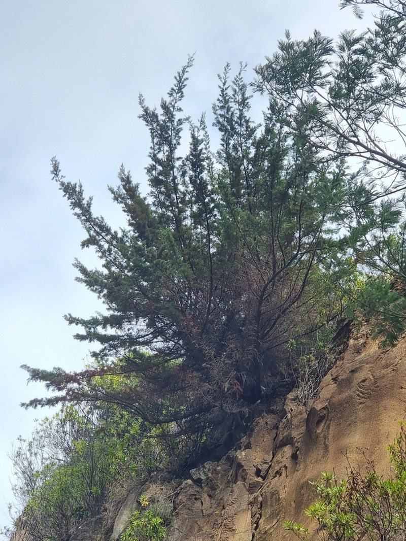 Juniperus canariensis photo 8
