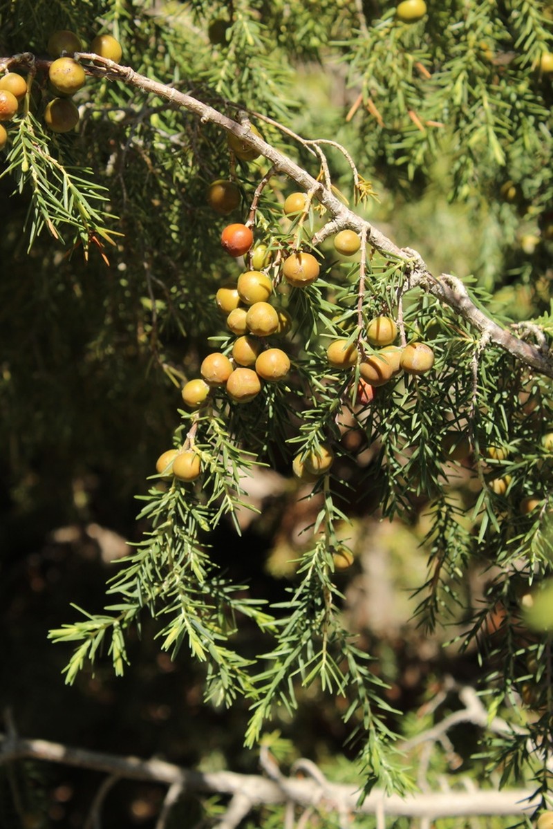 Canary Islands Juniper photo 2