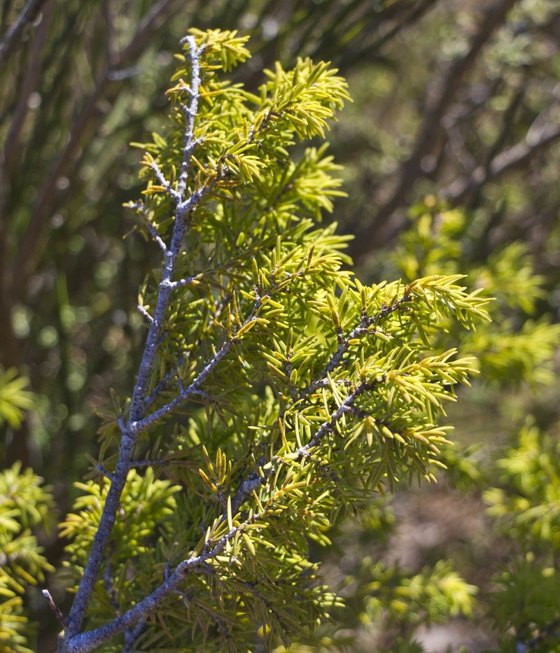 Canary Islands Juniper photo 3