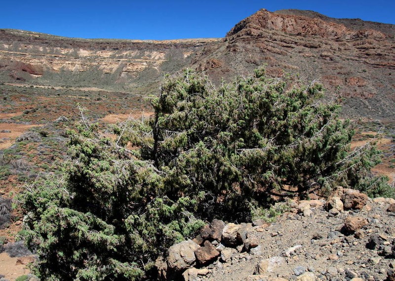 Canary Islands Juniper photo 4