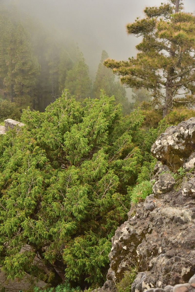 Canary Islands Juniper photo 5