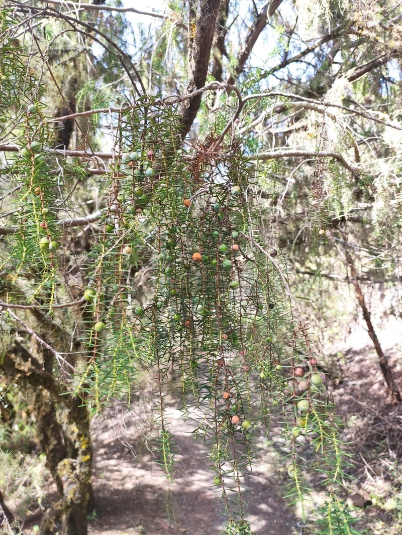 Canary Islands Juniper photo 6