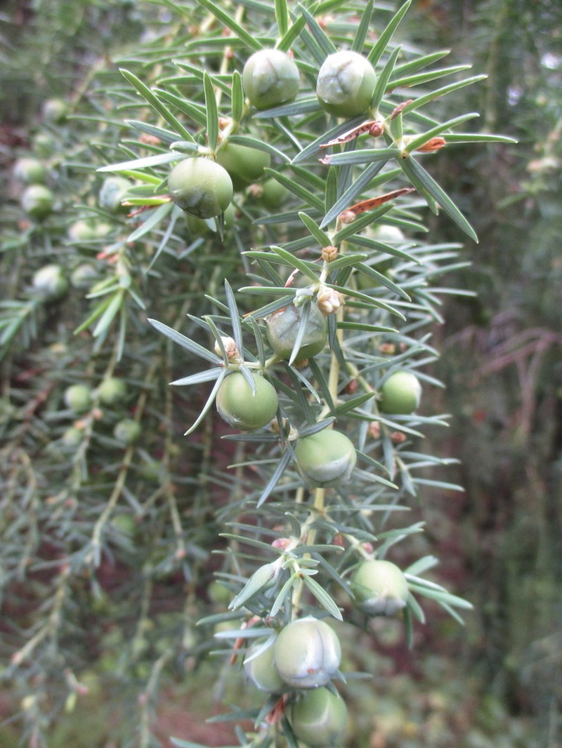 Canary Islands Juniper photo 7