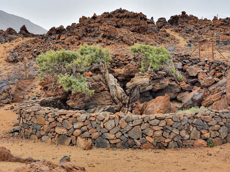 Canary Islands Juniper photo 8