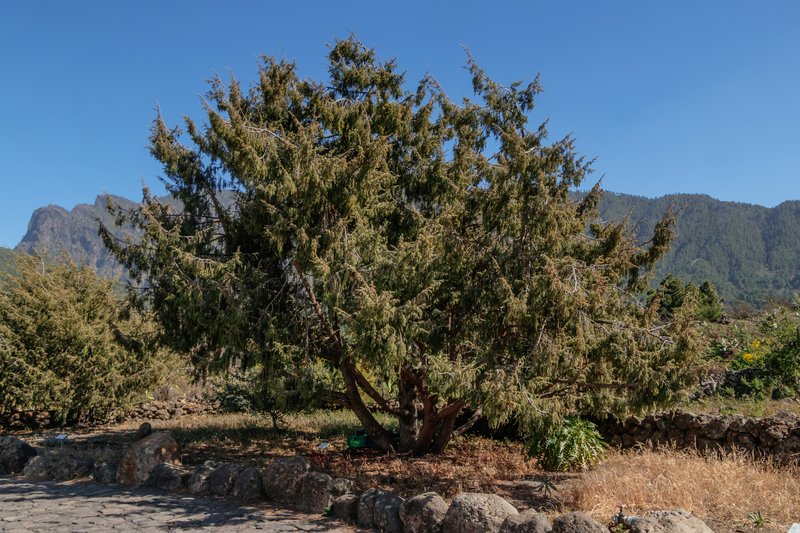 Canary Islands Juniper