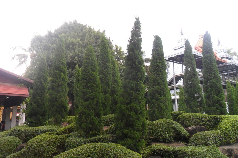 Chinese Juniper photo 3