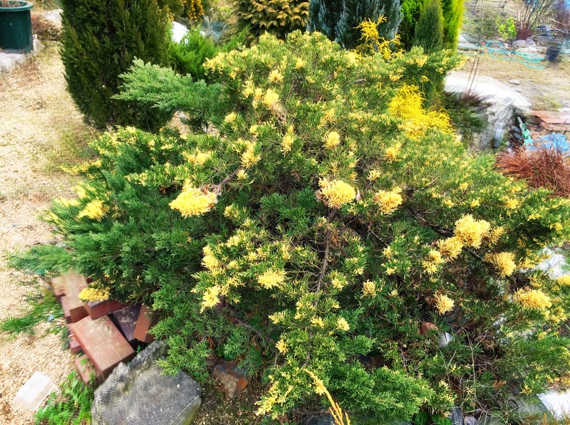 Chinese Juniper photo 4