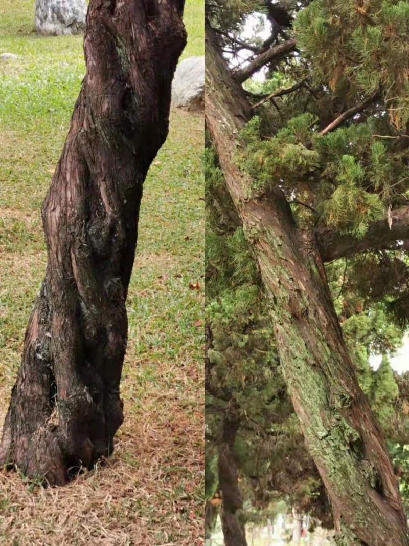 Chinese Juniper photo 5