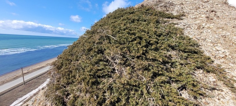 Chinese Juniper photo 6
