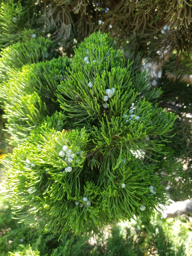 Chinese Juniper photo 7