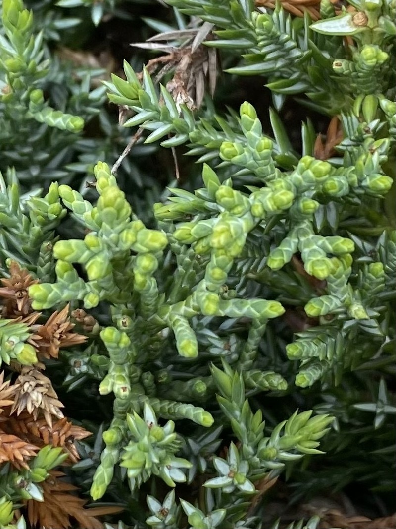 Chinese Juniper photo 8